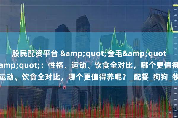 股民配资平台 &quot;金毛&quot;VS&quot;边牧&quot;：性格、运动、饮食全对比，哪个更值得养呢？_配餐_狗狗_牧就